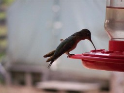 Hummingbirds at Head of Dean